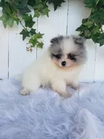Sophie , a female Pomeranian for sale in Sugarcreek, OH – 2 of 7