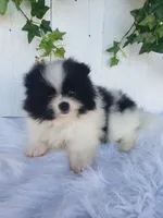 Willa , a female Pomeranian for sale in Sugarcreek, OH – 2 of 7