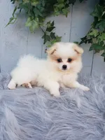 Sage , a female Pomeranian for sale in Sugarcreek, OH – 2 of 9