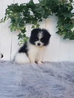 Abby , a female Pomeranian for sale in Sugarcreek, OH – 2 of 8