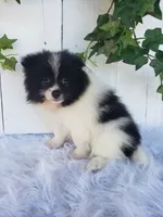 Mia , a female Pomeranian for sale in Sugarcreek, OH – 3 of 7