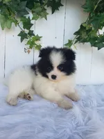 Ollie , a male Pomeranian for sale in Sugarcreek, OH – 6 of 7