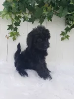 Daisy , a female Cavapoo for sale in Sugarcreek, OH – 2 of 7