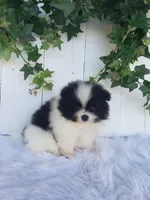 Willa , a female Pomeranian for sale in Sugarcreek, OH – 3 of 7