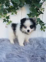 Cody , a male Pomeranian for sale in Sugarcreek, OH – 6 of 8
