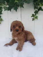 Rose , a female Cavapoo for sale in Sugarcreek, OH – 5 of 7