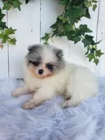Sophie , a female Pomeranian for sale in Sugarcreek, OH – 5 of 7