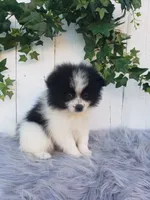 Abby , a female Pomeranian for sale in Sugarcreek, OH – 8 of 8