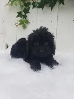 Daisy , a female Cavapoo for sale in Sugarcreek, OH – 6 of 7