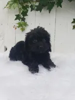 Daisy , a female Cavapoo for sale in Sugarcreek, OH – 7 of 7