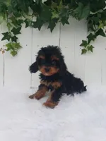 Callie , a female Cavapoo for sale in Sugarcreek, OH – 7 of 7