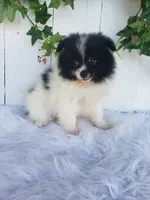 Mia , a female Pomeranian for sale in Sugarcreek, OH – 2 of 7