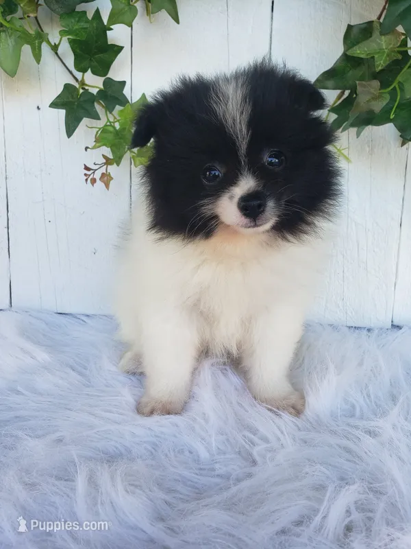 Mia  – Pomeranian puppy for sale in Sugarcreek, OH