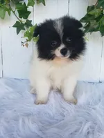 Mia , a female Pomeranian for sale in Sugarcreek, OH – 1 of 7