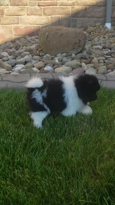 Teddy , a male Pomeranian for sale in Sugarcreek, OH – 4 of 8