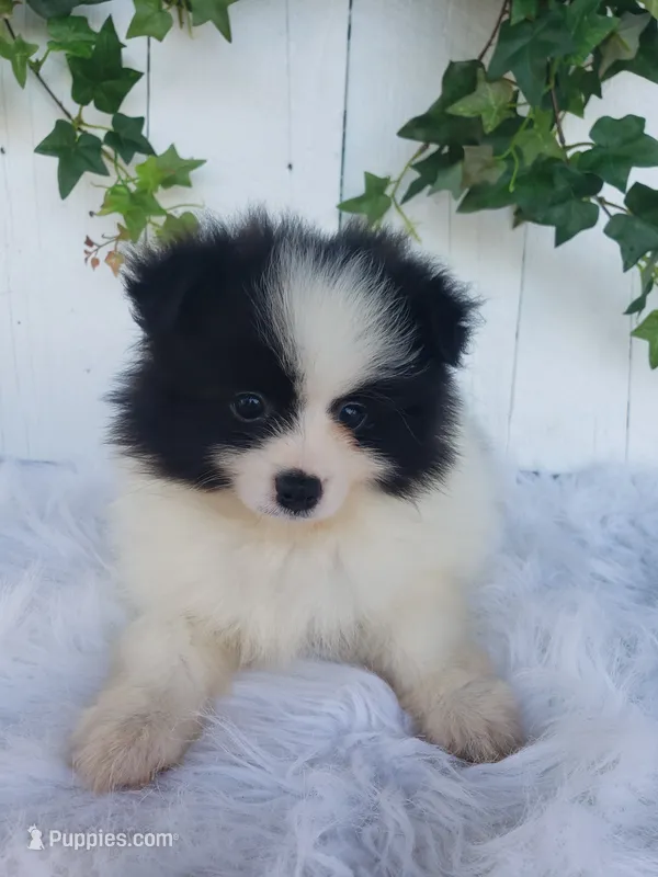 Ollie  – Pomeranian puppy for sale in Sugarcreek, OH
