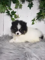 Pansy, a female Pomeranian for sale in Sugarcreek, OH – Photo 2 of 7