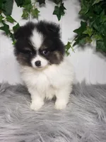 Pansy, a female Pomeranian for sale in Sugarcreek, OH – Photo 4 of 7