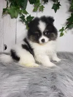 Pansy, a female Pomeranian for sale in Sugarcreek, OH – Photo 3 of 7