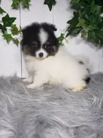 Pansy, a female Pomeranian for sale in Sugarcreek, OH – Photo 5 of 7