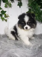 Pansy, a female Pomeranian for sale in Sugarcreek, OH – Photo 7 of 7