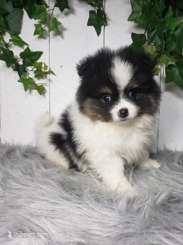 Pansy – Pomeranian puppy for sale in Sugarcreek, OH