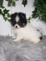 Pansy, a female Pomeranian for sale in Sugarcreek, OH – Photo 6 of 7
