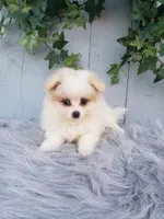 Sage , a female Pomeranian for sale in Sugarcreek, OH – 6 of 9