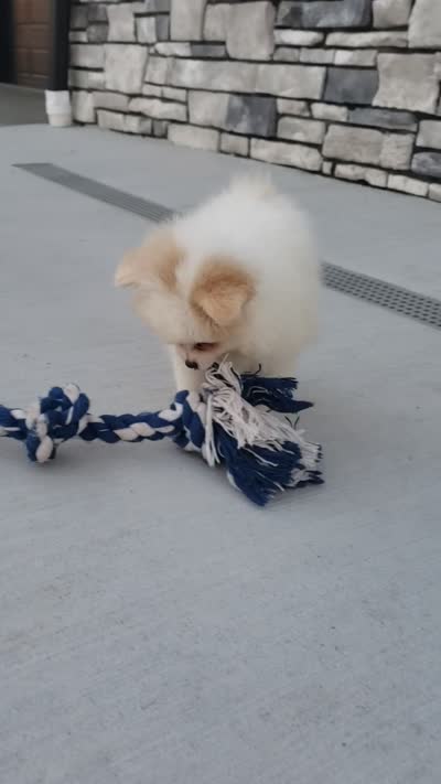 Sage , a female Pomeranian for sale in Sugarcreek, OH – 9 of 9