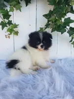 Mia , a female Pomeranian for sale in Sugarcreek, OH – 6 of 7