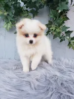 Sage , a female Pomeranian for sale in Sugarcreek, OH – 5 of 9