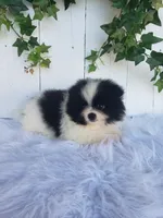 Willa , a female Pomeranian for sale in Sugarcreek, OH – 4 of 7
