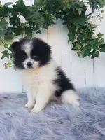 Abby , a female Pomeranian for sale in Sugarcreek, OH – 7 of 8