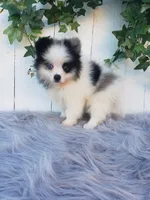 Cody , a male Pomeranian for sale in Sugarcreek, OH – 8 of 8