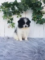 Abby , a female Pomeranian for sale in Sugarcreek, OH – 6 of 8