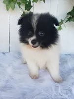 Mia , a female Pomeranian for sale in Sugarcreek, OH – 4 of 7