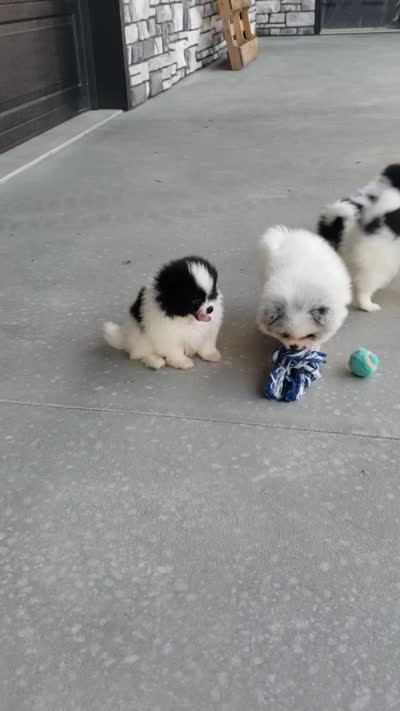 Sophie , a female Pomeranian for sale in Sugarcreek, OH – 7 of 7