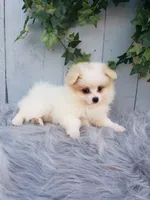 Sage , a female Pomeranian for sale in Sugarcreek, OH – 4 of 9