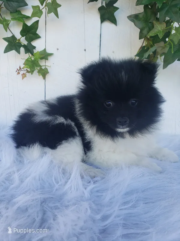 Teddy  – Pomeranian puppy for sale in Sugarcreek, OH