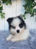 Cody , a male Pomeranian for sale in Sugarcreek, OH – 2 of 8