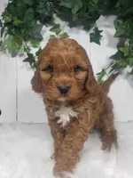 Parker , a male Cavapoo for sale in Sugarcreek, OH – Photo 3 of 5