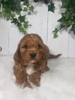 Parker , a male Cavapoo for sale in Sugarcreek, OH – Photo 5 of 5