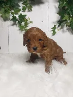 Parker , a male puppy for sale in Sugarcreek, OH – Photo 6 of 6