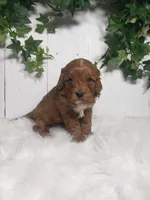 Parker , a male puppy for sale in Sugarcreek, OH – Photo 1 of 6