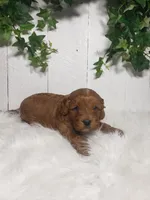 Parker , a male puppy for sale in Sugarcreek, OH – Photo 3 of 6