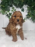 Parker , a male Cavapoo for sale in Sugarcreek, OH – Photo 2 of 5
