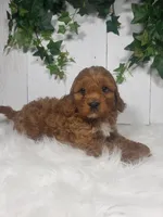 Parker , a male Cavapoo for sale in Sugarcreek, OH – Photo 1 of 5