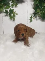 Parker , a male puppy for sale in Sugarcreek, OH – Photo 2 of 6