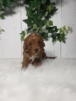 Parker , a male puppy for sale in Sugarcreek, OH – Photo 5 of 6