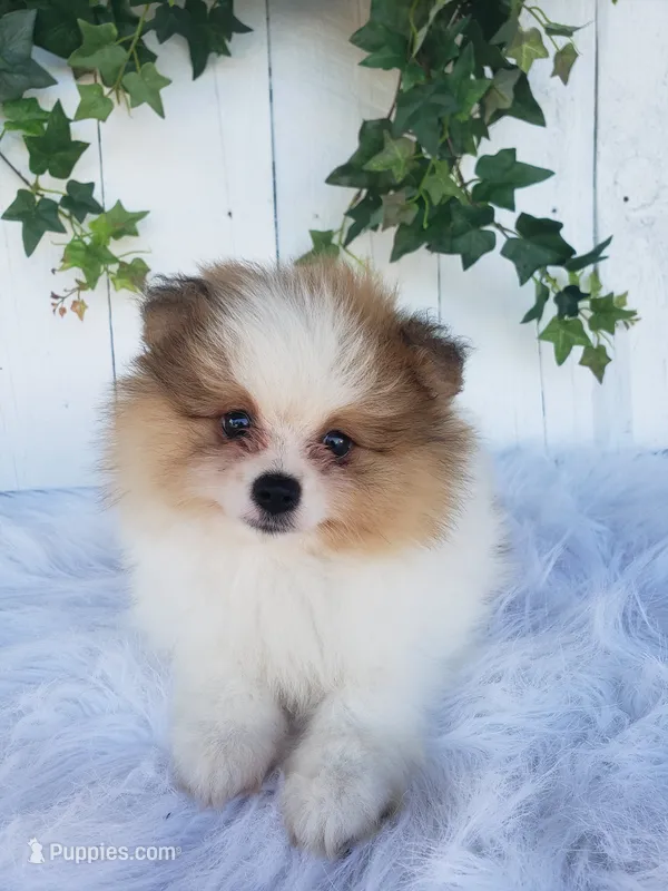 Max – Pomeranian puppy for sale in Sugarcreek, OH